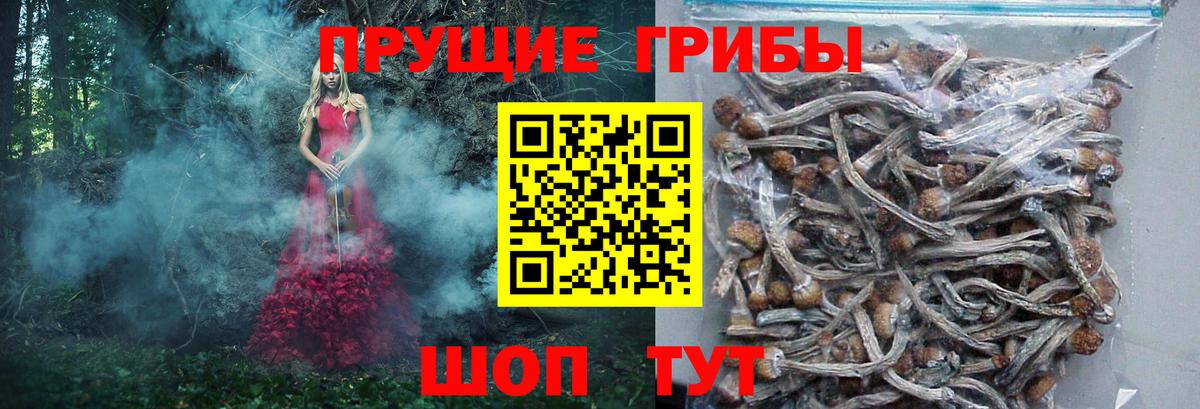 Галлюциногенные грибы GOLDEN TEACHER  Галлюциногенные грибы MAGIC MUSHROOMS  Вход с VPN  Елабуга 